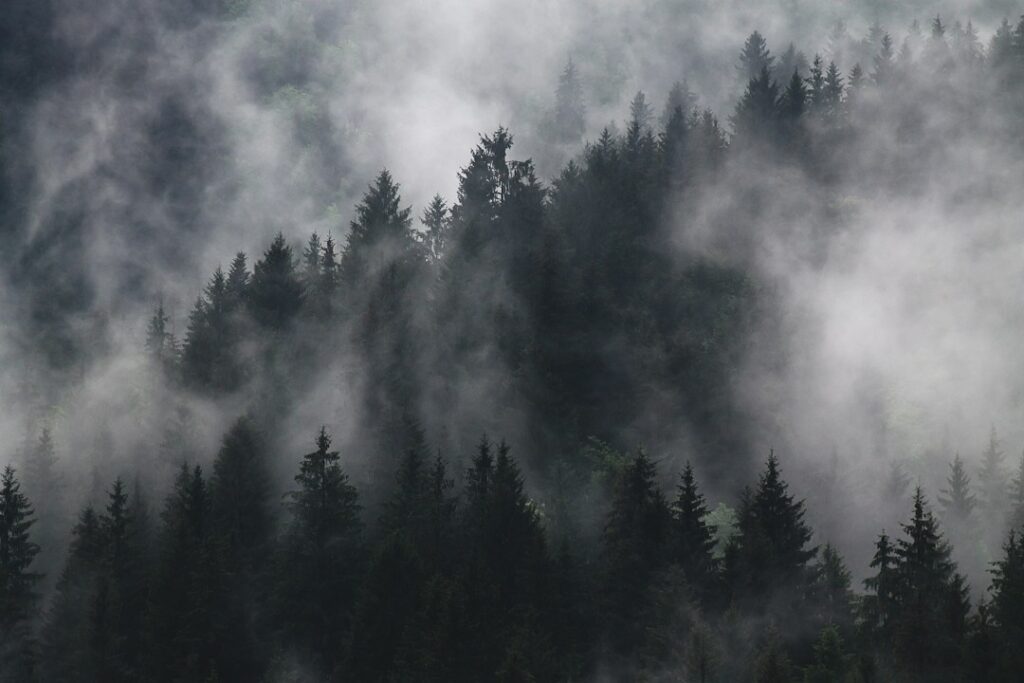 Floresta escura coberta por névoa, imagem ilustrativa do mistério em Arquivo X.